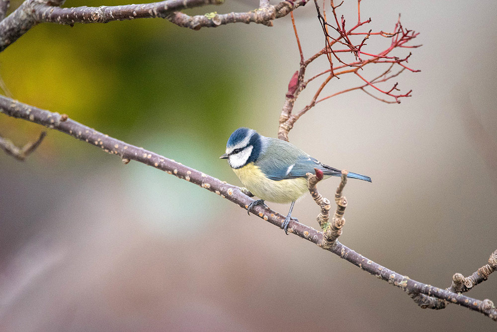 Vogelschutz - Hecke schneiden?